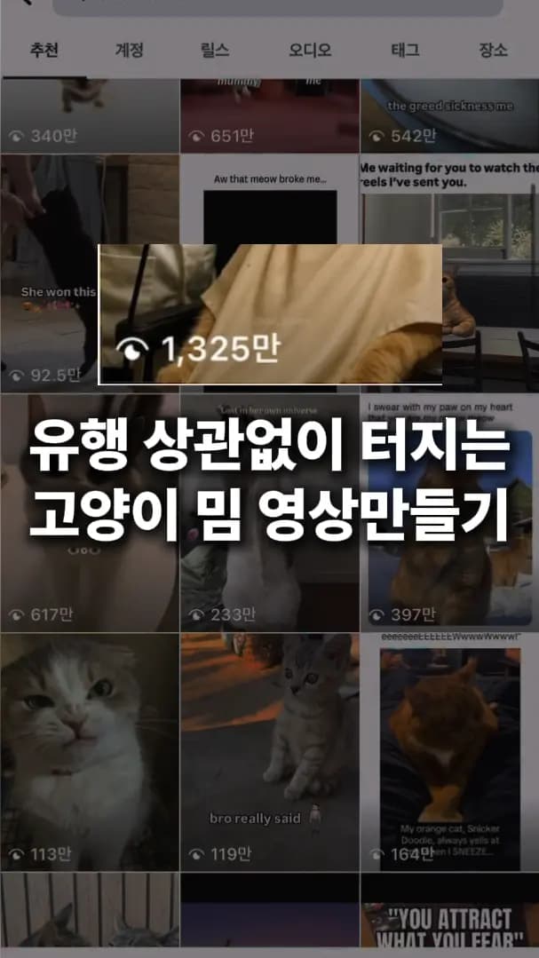 고양이 밈 릴스