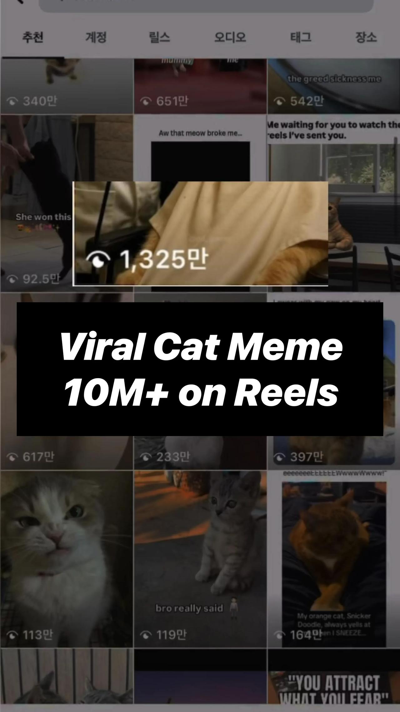 Cat Meme Reel