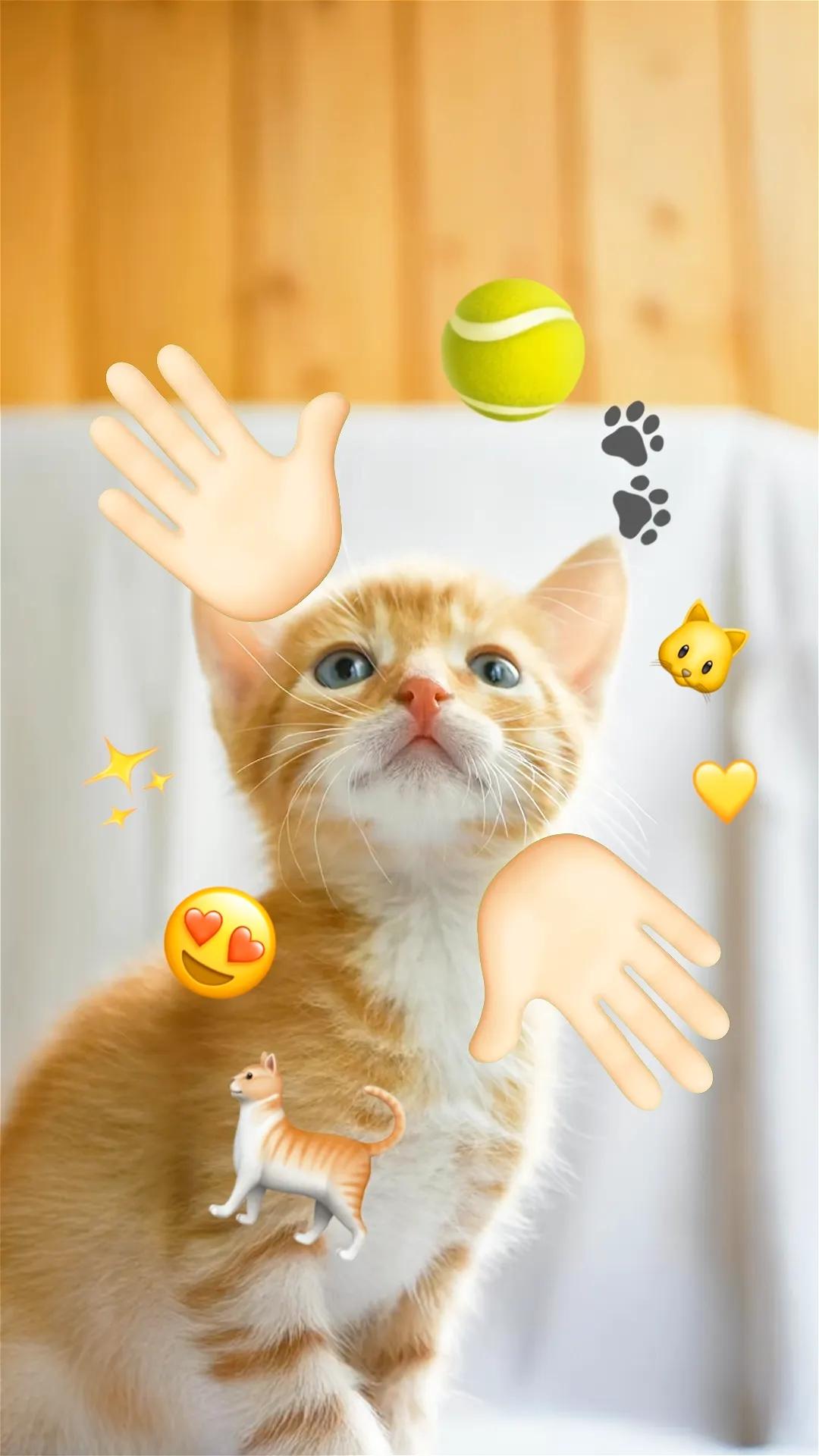 What's Inside · Cat